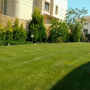 عشب جداري بالطائف